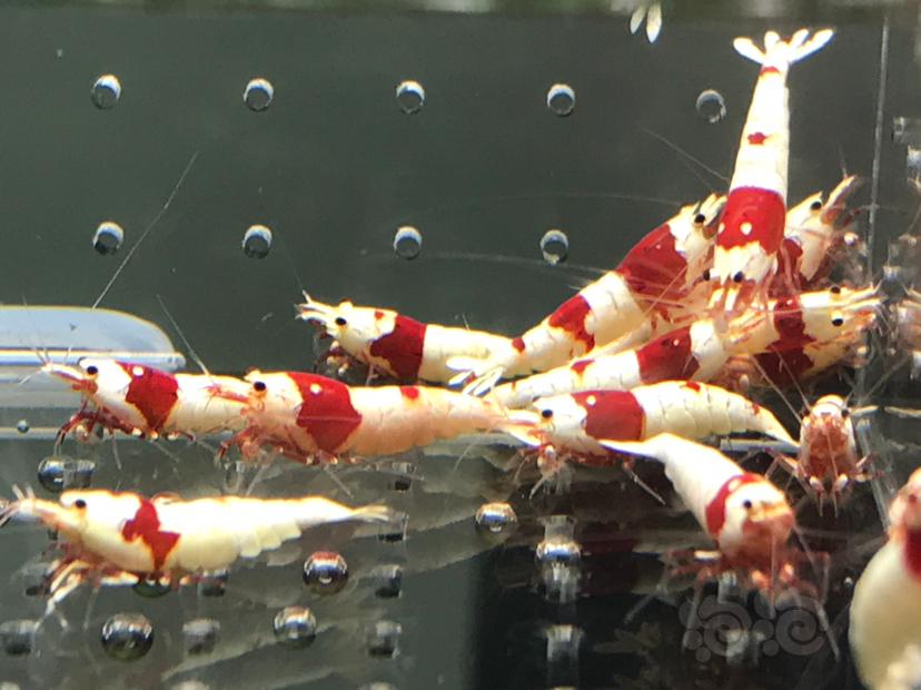 【虾】2021-06-05#RMB拍卖#纯血红白水晶虾一份18只-图5