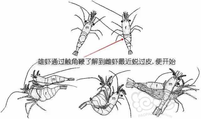 论水晶虾的身体结构及繁殖方式-图3