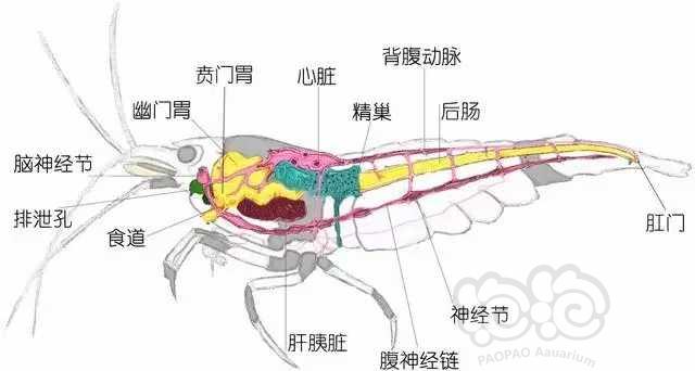 论水晶虾的身体结构及繁殖方式-图2