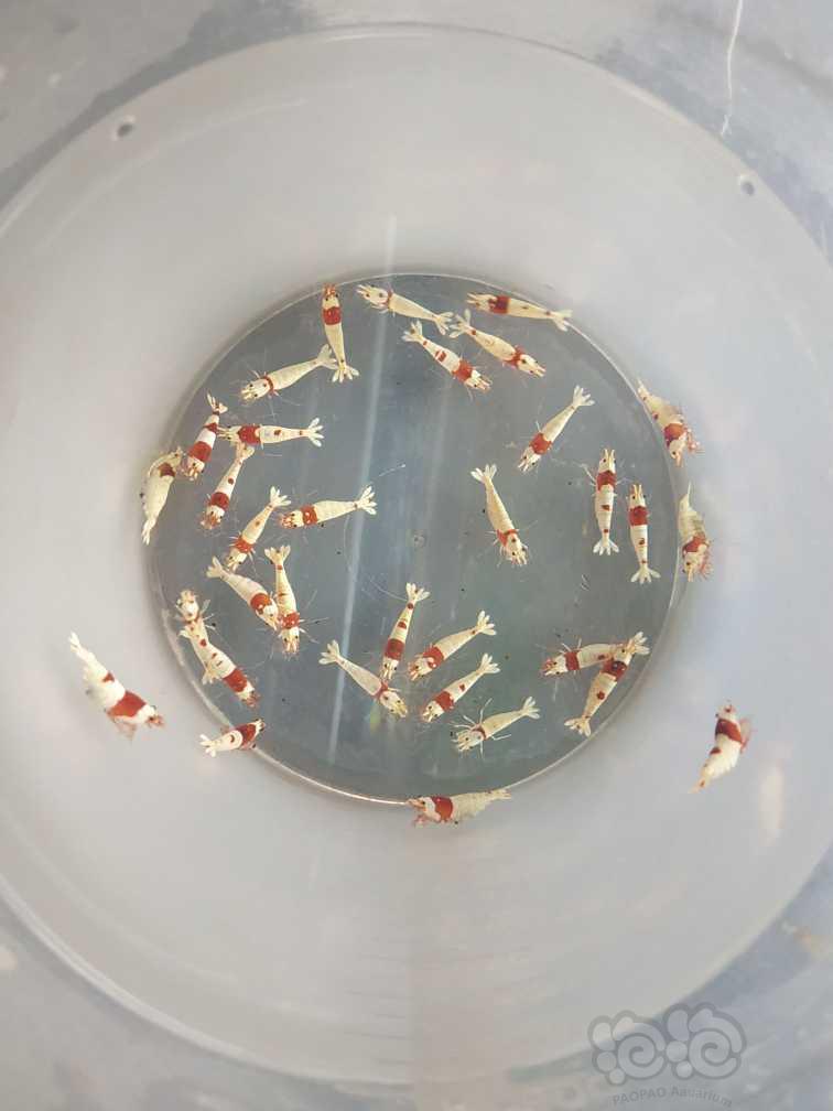 出40只红白新成母虾-图3