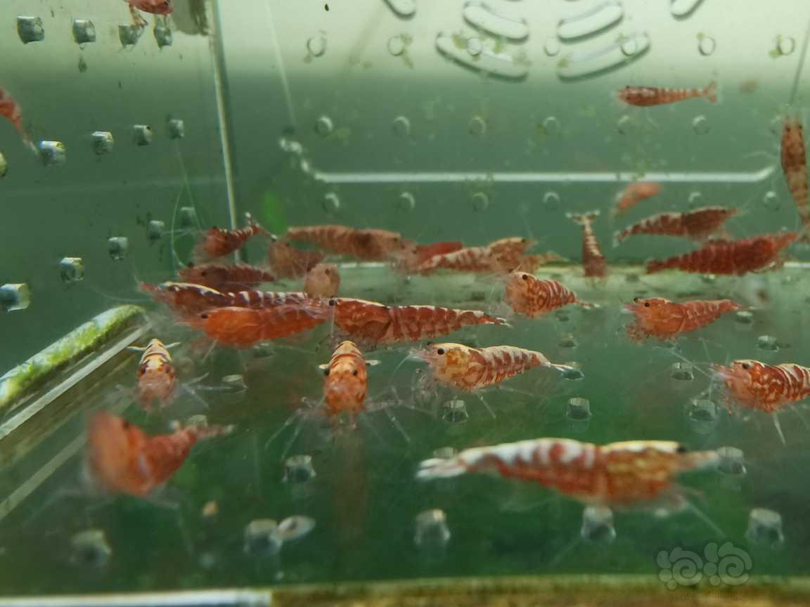 【虾】2021-06-16＃RMB拍卖红银河淘汰虾30只-图2