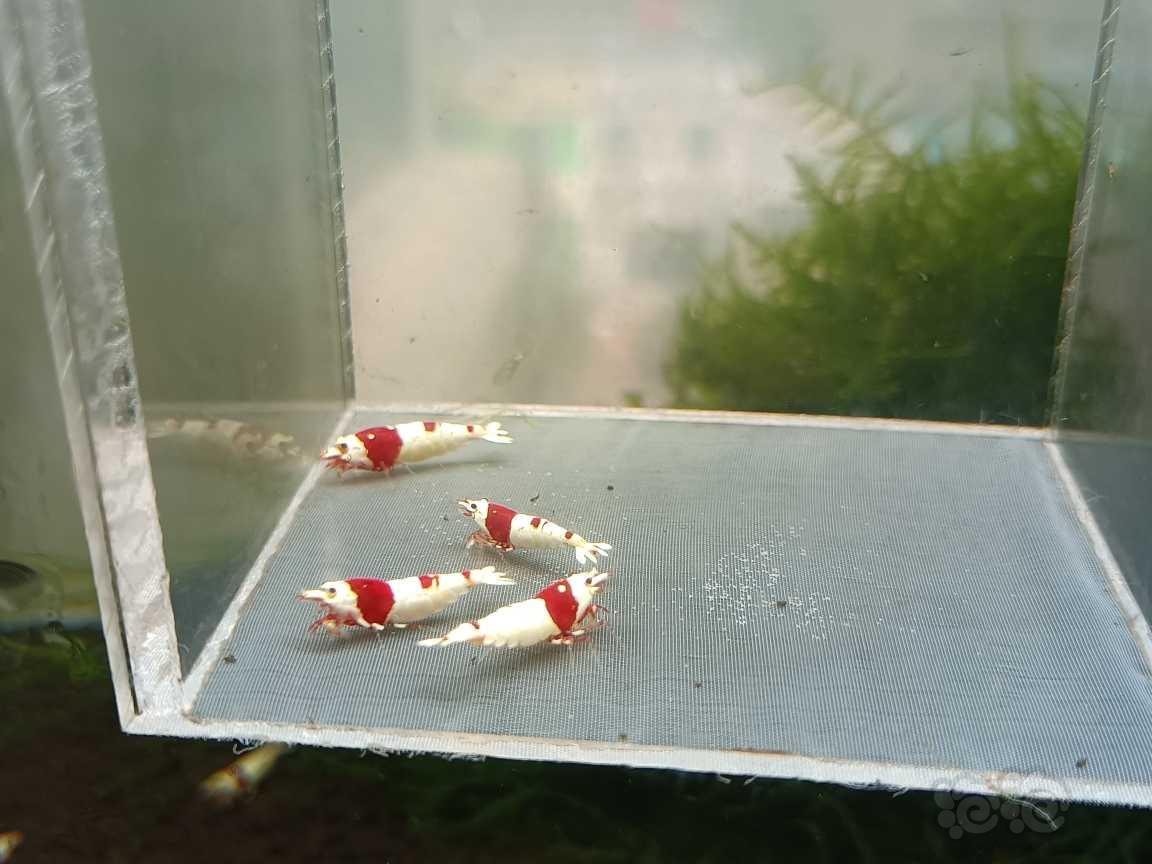 【虾】2021-06-2#RMB拍卖#红白纯血水晶虾一份4只-图2