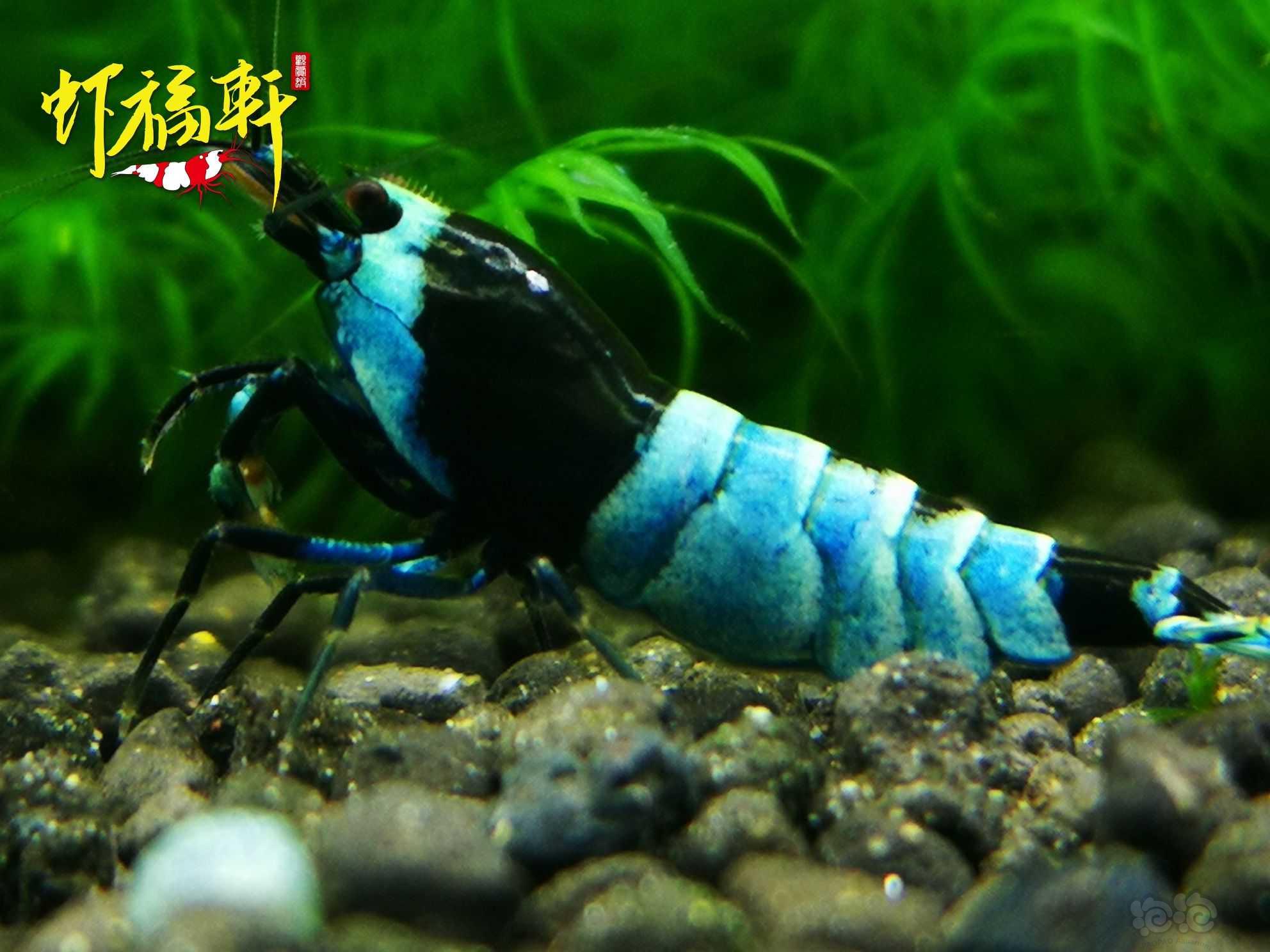 【虾】2021-06-05#RMB拍卖#蓝化黑金刚3只-图3
