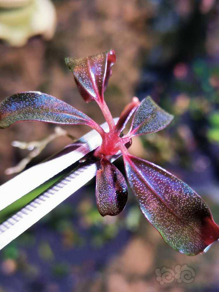 五颗布朗尼辣椒榕