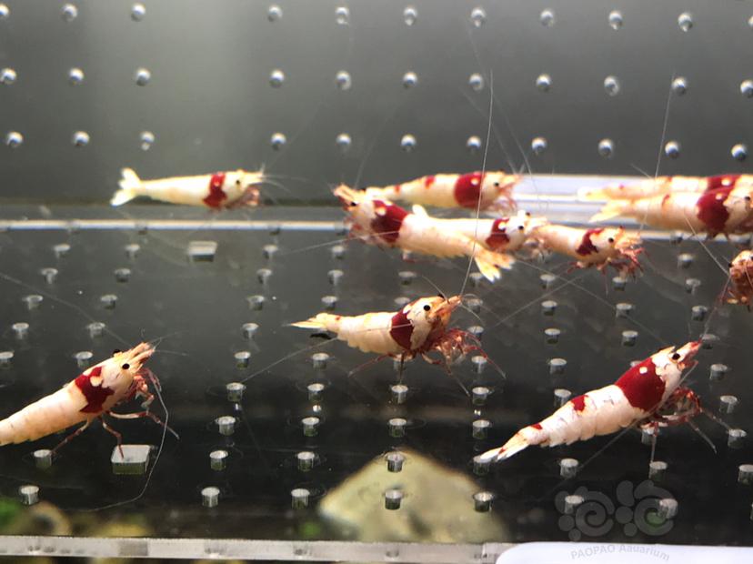 【虾】2021-06-08#RMB拍卖#纯血红白水晶虾一份18只-图5