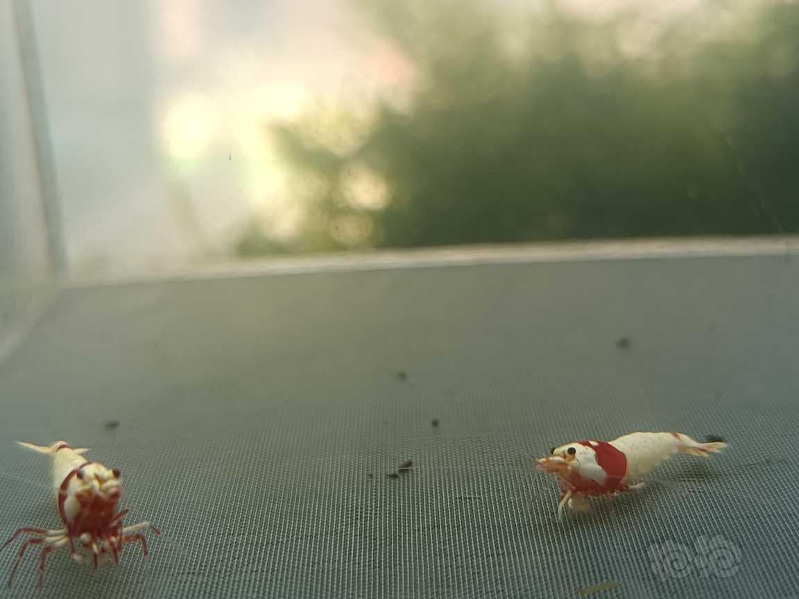 【虾】2021-06-15#RMB拍卖#新成红白纯血白躯水晶虾一份-图7
