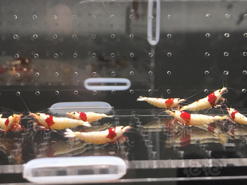 【虾】2021-06-01#RMB拍卖#纯血红白水晶虾一份16只-图8
