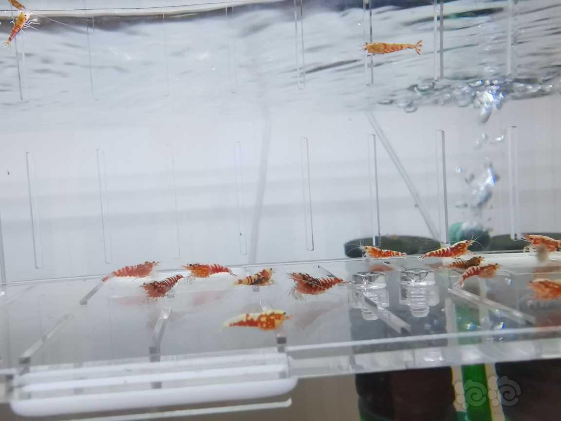 【虾】2021-06-29#RMB拍卖红银河水晶虾28只-图3