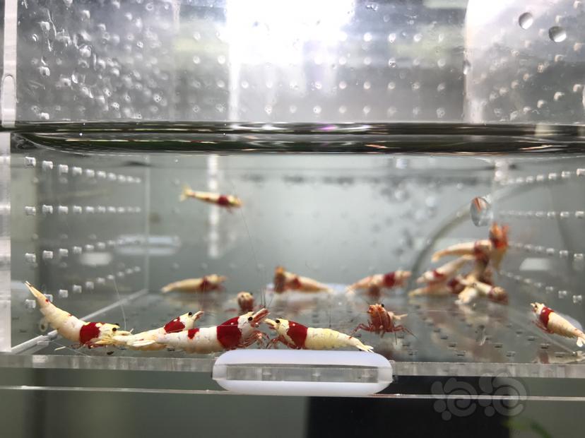 【虾】2021-06-03#RMB拍卖#纯血红白水晶虾一份20只-图1