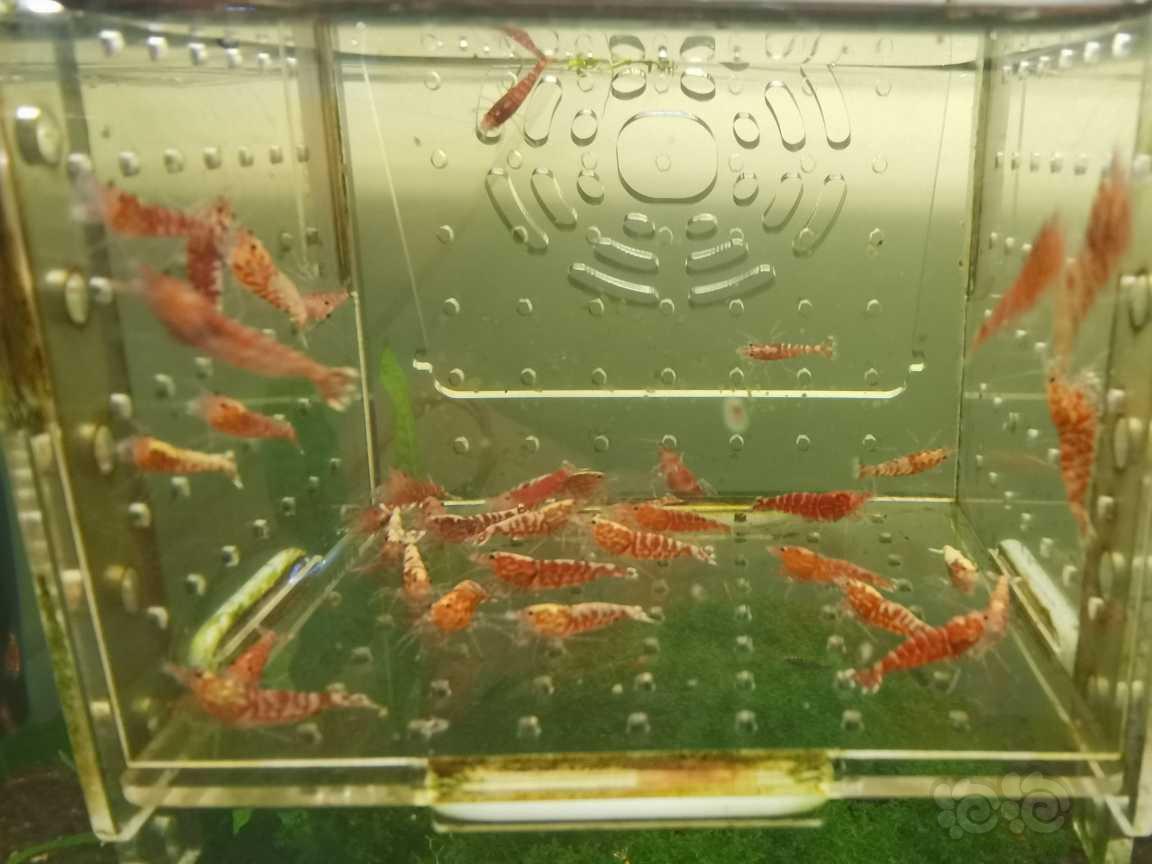 【虾】2021-06-16＃RMB拍卖红银河淘汰虾30只-图1