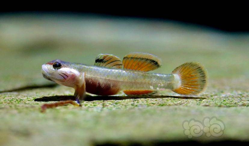 金边新红吻虾虎