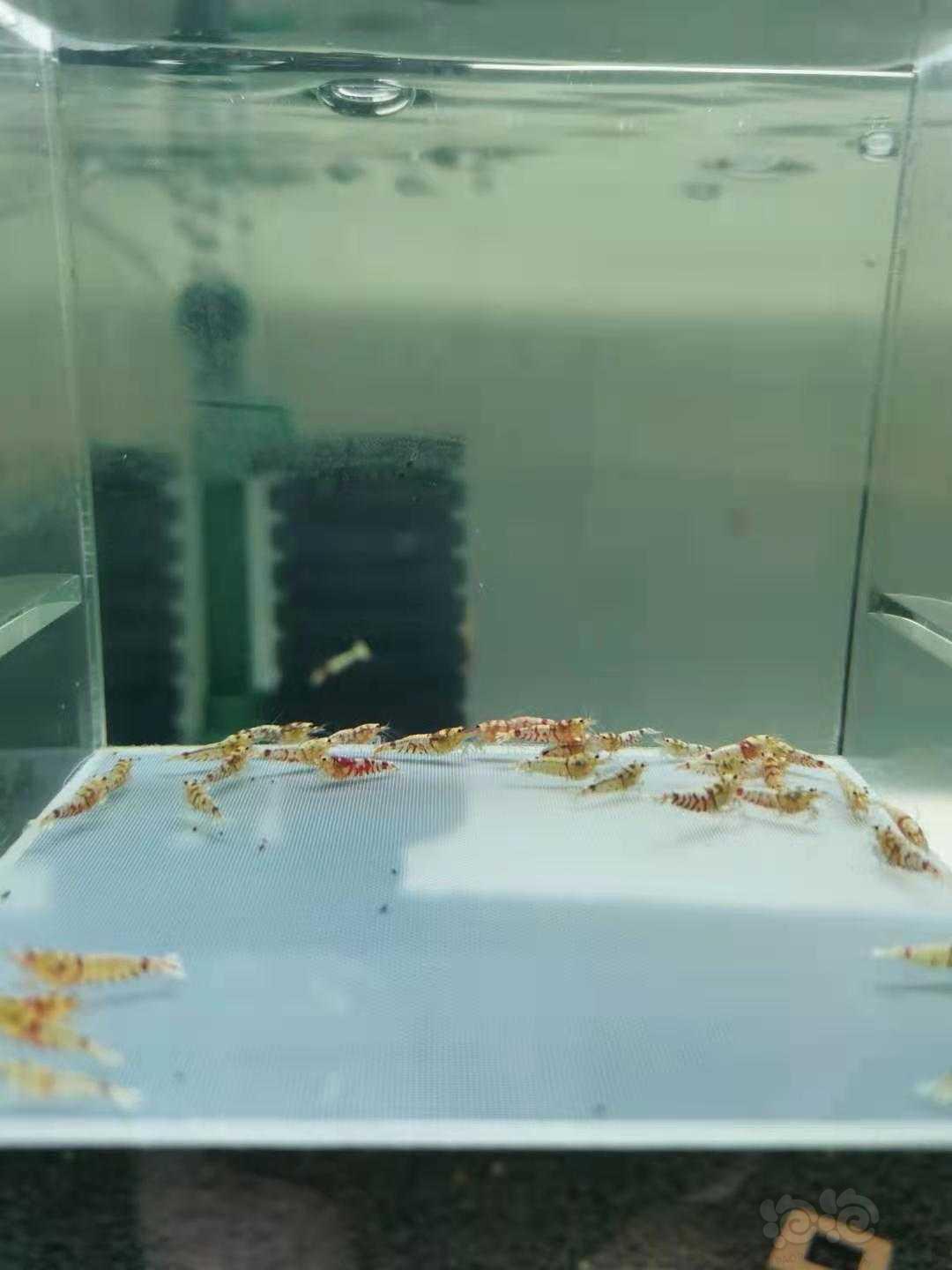 【虾】2021-6-30#RMB拍卖红花虎淘汰水晶虾-图2