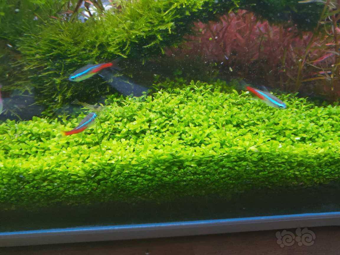 前景草日本矮珍珠