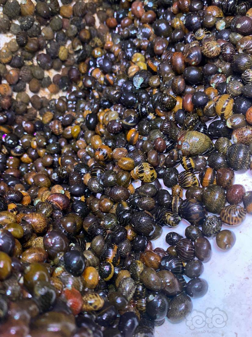 出彩蛋螺迷你彩蛋超迷你彩蛋