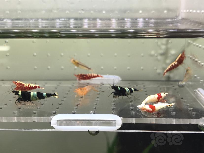 【虾】2021-06-17#RMB拍卖#水晶虾套餐一份15只-图8