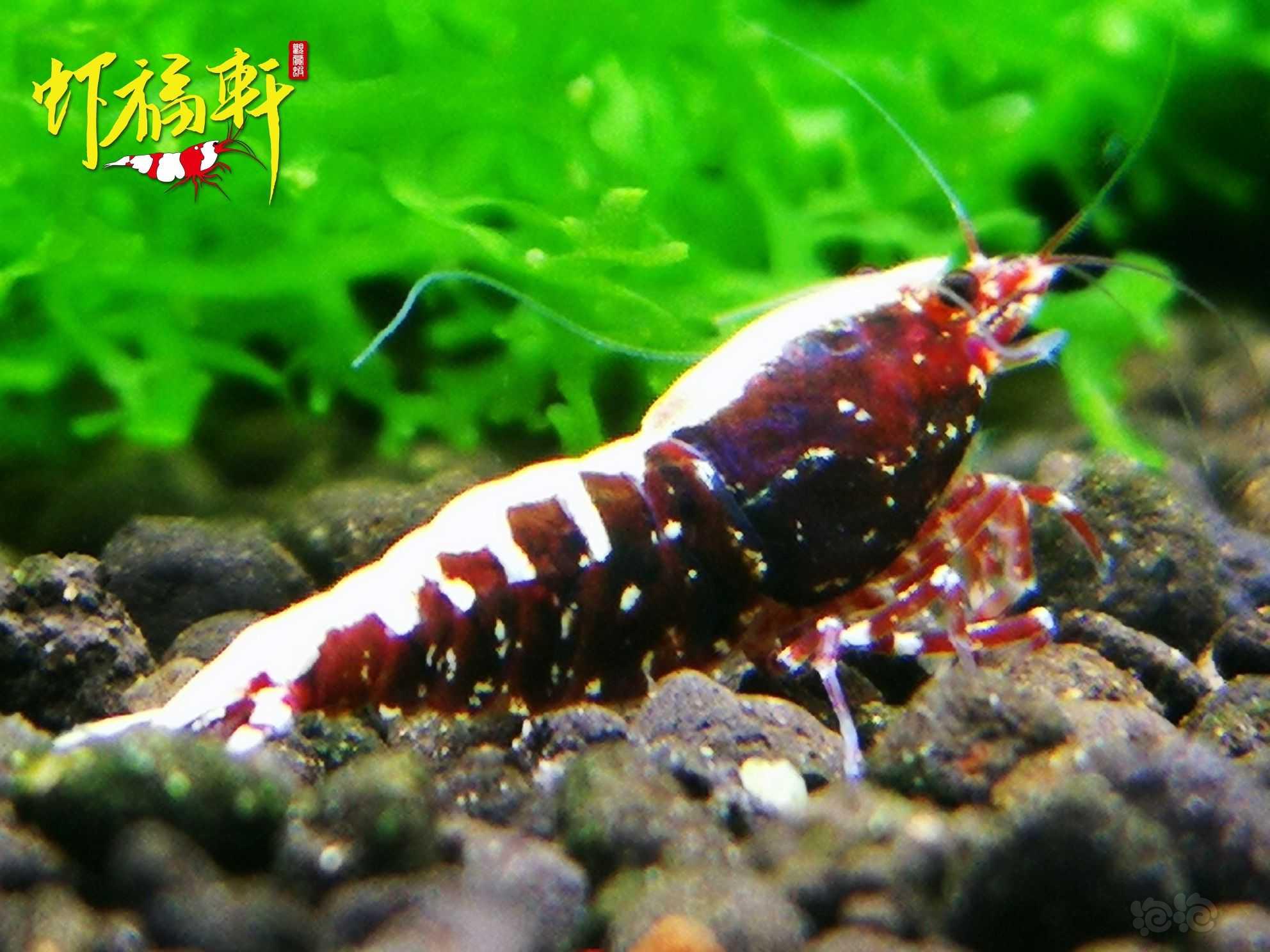 【虾】2021-06-16#RMB拍卖#深色红银河星钻2只-图4