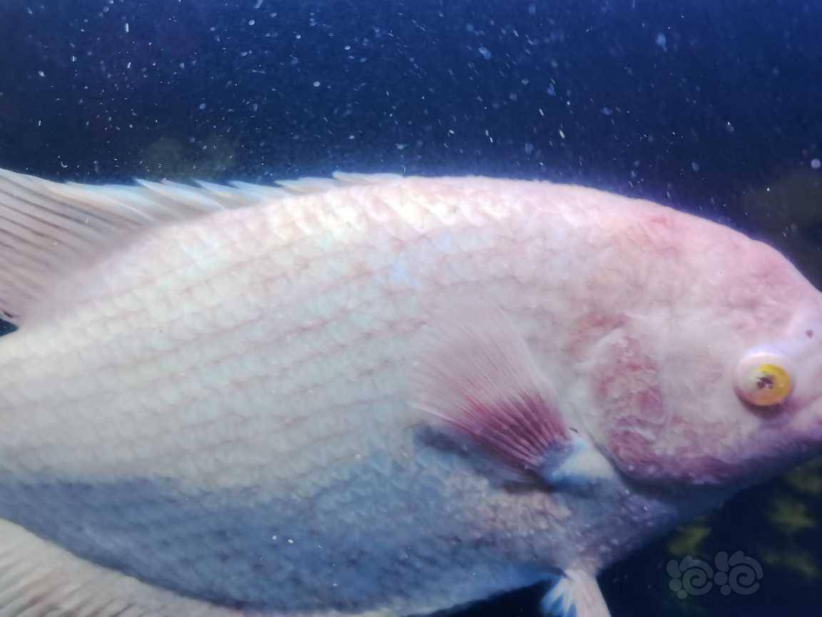 招财鱼身上溃烂眼睛也长了东西