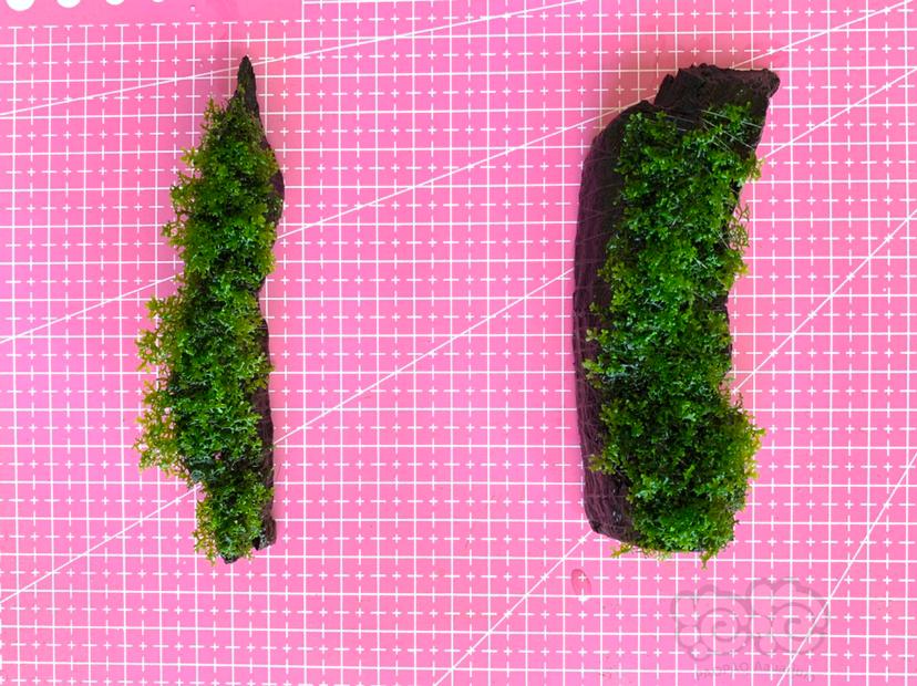 【水草】2021-6-18#RMB拍卖紫柚沉木定植珊瑚莫斯两块-图1