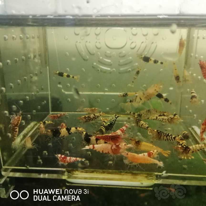 【虾】2021-06-08＃RMB拍卖水晶虾杂虾一份40只-图1