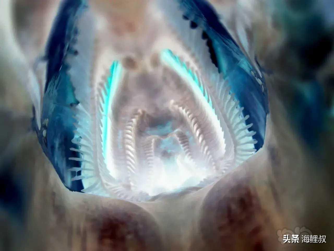 亚成鲣鱼的口腔内拍摄的照片-图1