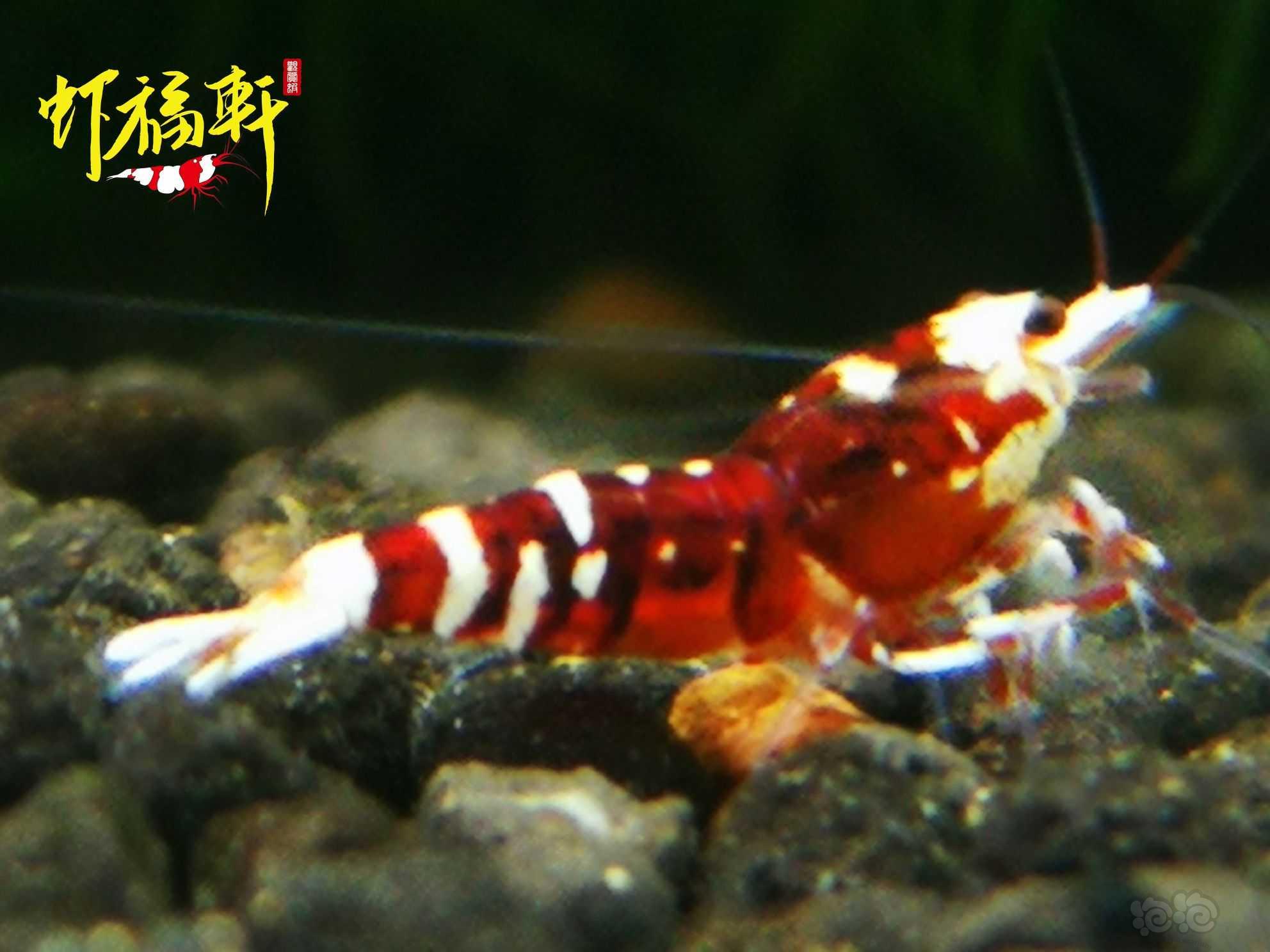 【虾】2021-06-09#RMB拍卖#红花虎小苗5只-图1