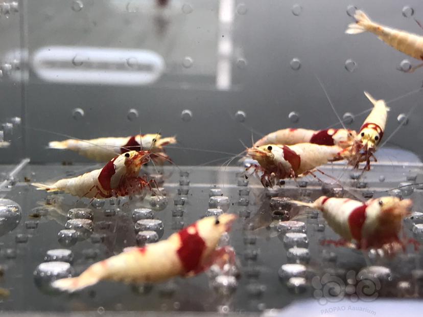 【虾】2021-06-04#RMB拍卖#纯血红白水晶虾一份20只-图4