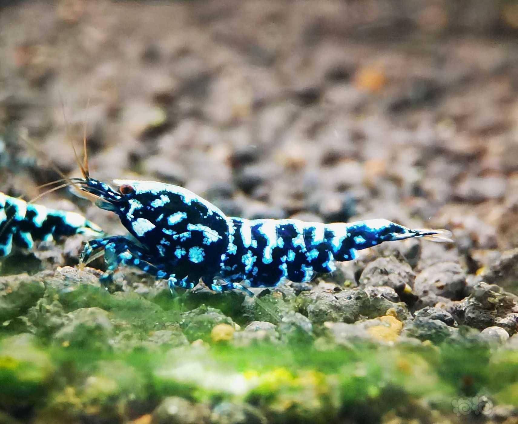 202161rmb拍卖黑银河星钻繁殖组一份3只