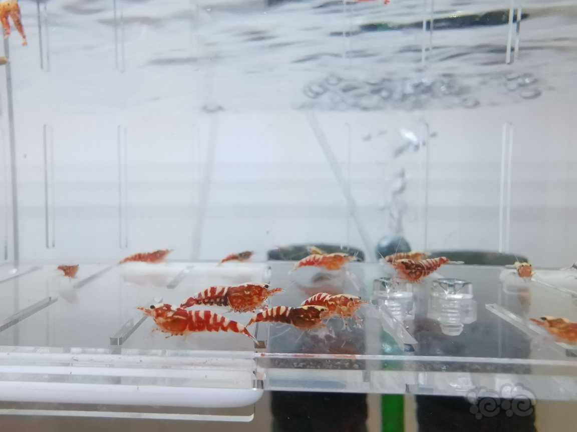 【虾】2021-06-29#RMB拍卖红银河水晶虾28只-图1