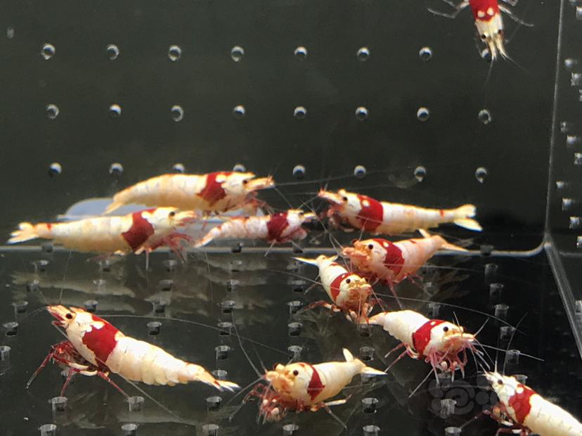 【虾】2021-06-09#RMB拍卖#纯血红白水晶虾一份18只-图5