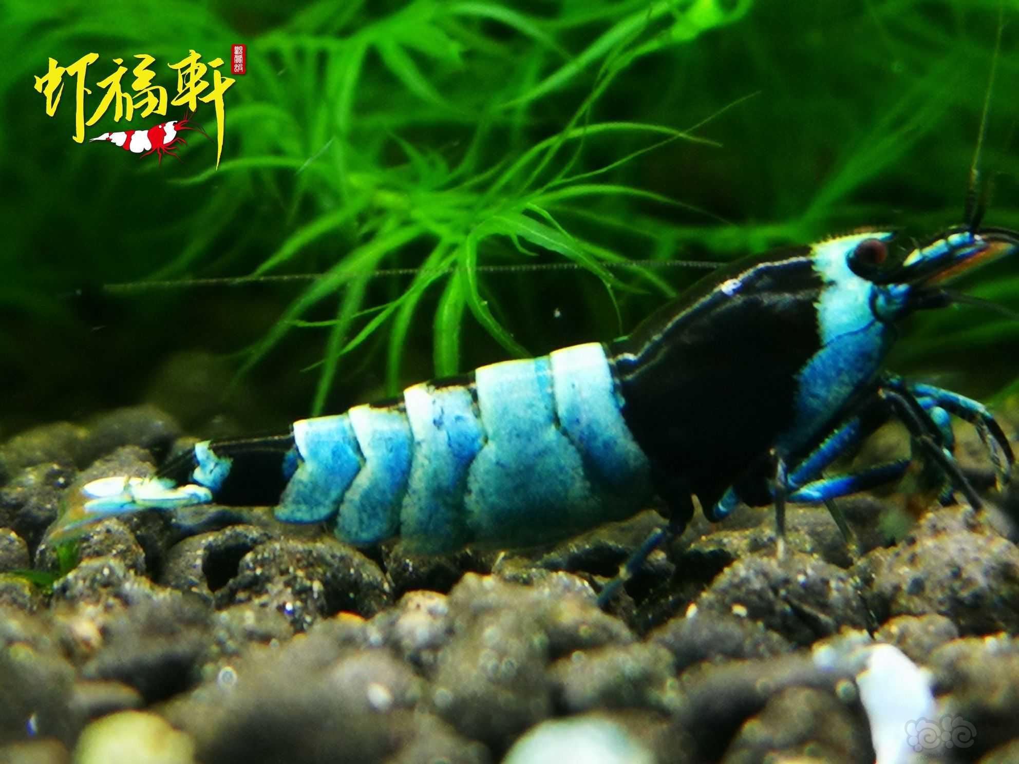 【虾】2021-06-05#RMB拍卖#蓝化黑金刚3只-图6