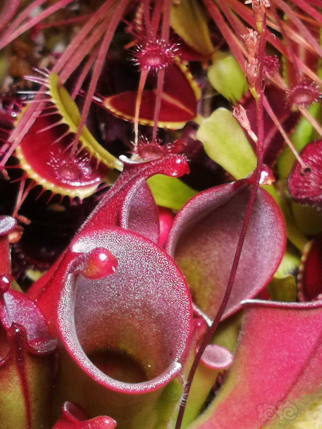 食虫猪笼草太阳瓶茅膏菜