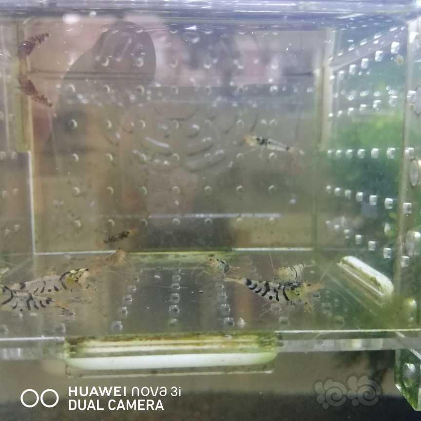 【虾】2021-06-04＃RMB拍卖黑虎纹工具虾12只-图1