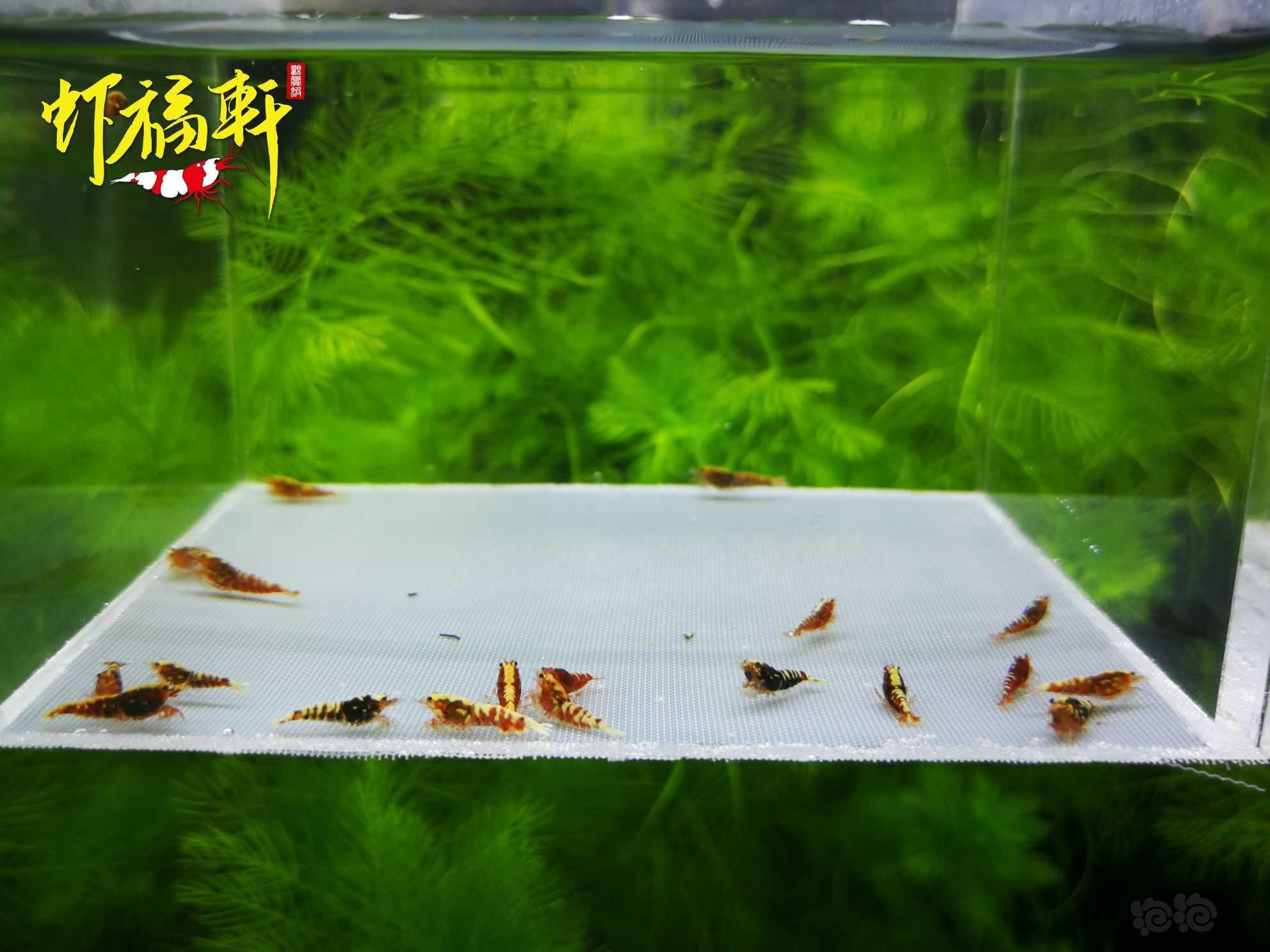 【虾】2021-06-11#RMB拍卖#红银河星钻淘汰苗20只-图1