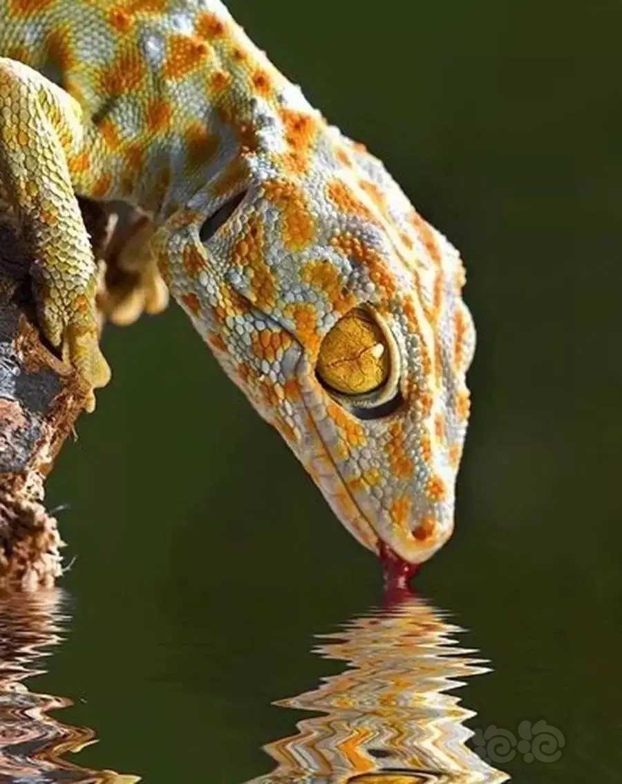 可爱、漂亮的小蜥蜴icon，在河边喝水-图1