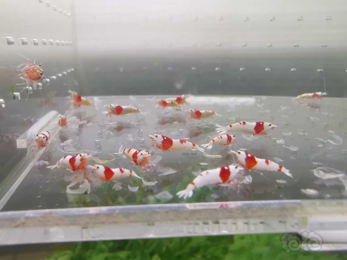 【虾】2021-06-16#RMB拍卖红白水晶虾30只-图3