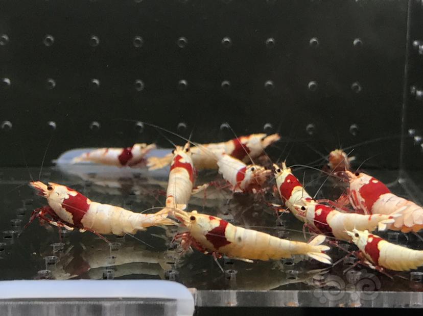 【虾】2021-06-09#RMB拍卖#纯血红白水晶虾一份18只-图6
