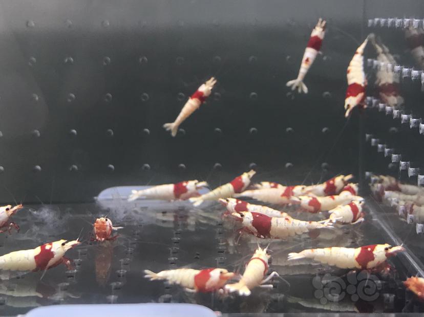 【虾】2021-6-13#RMB拍卖#纯血红白一份20只-图7