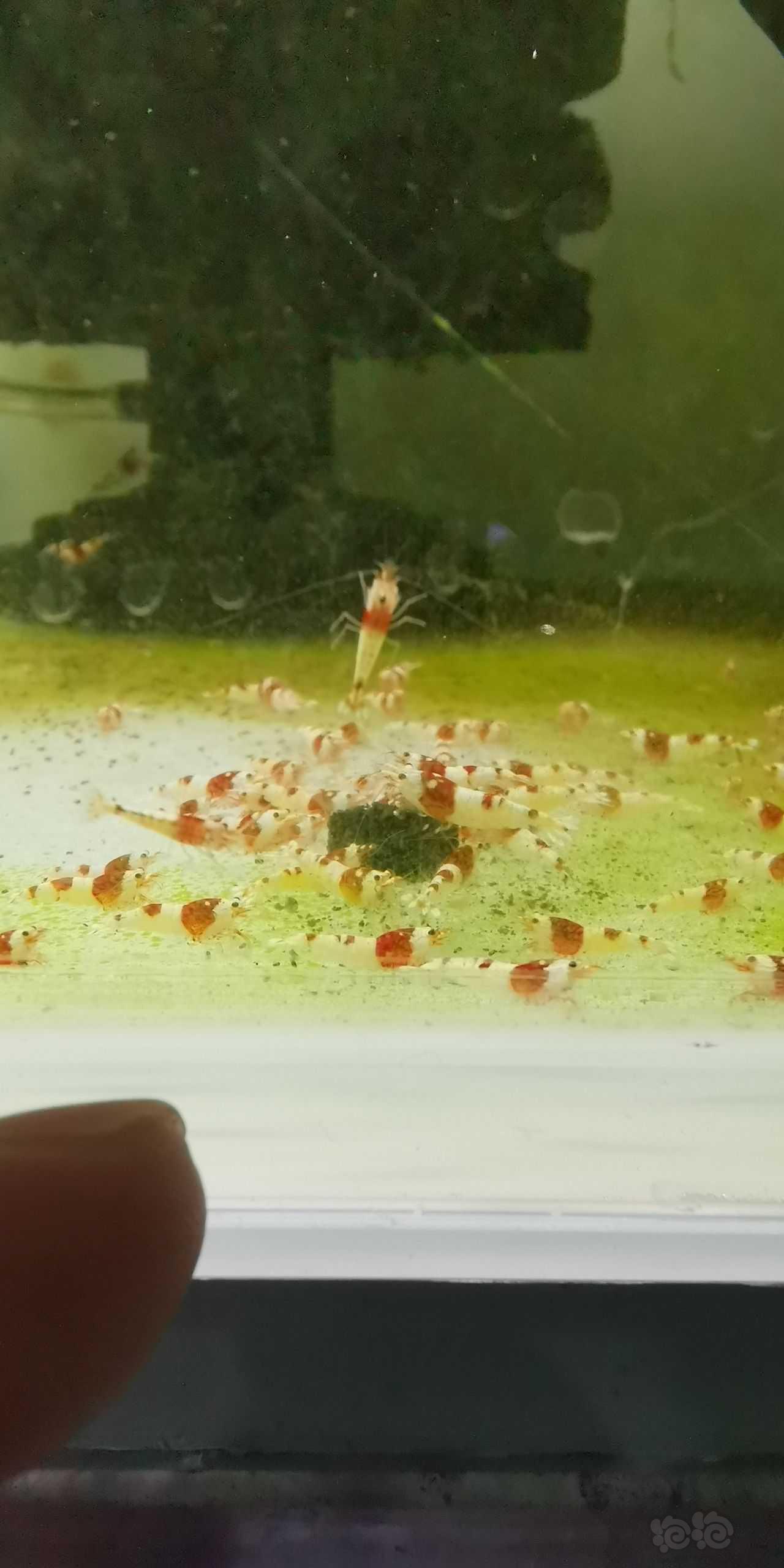 水晶虾喜欢的小球藻-图1