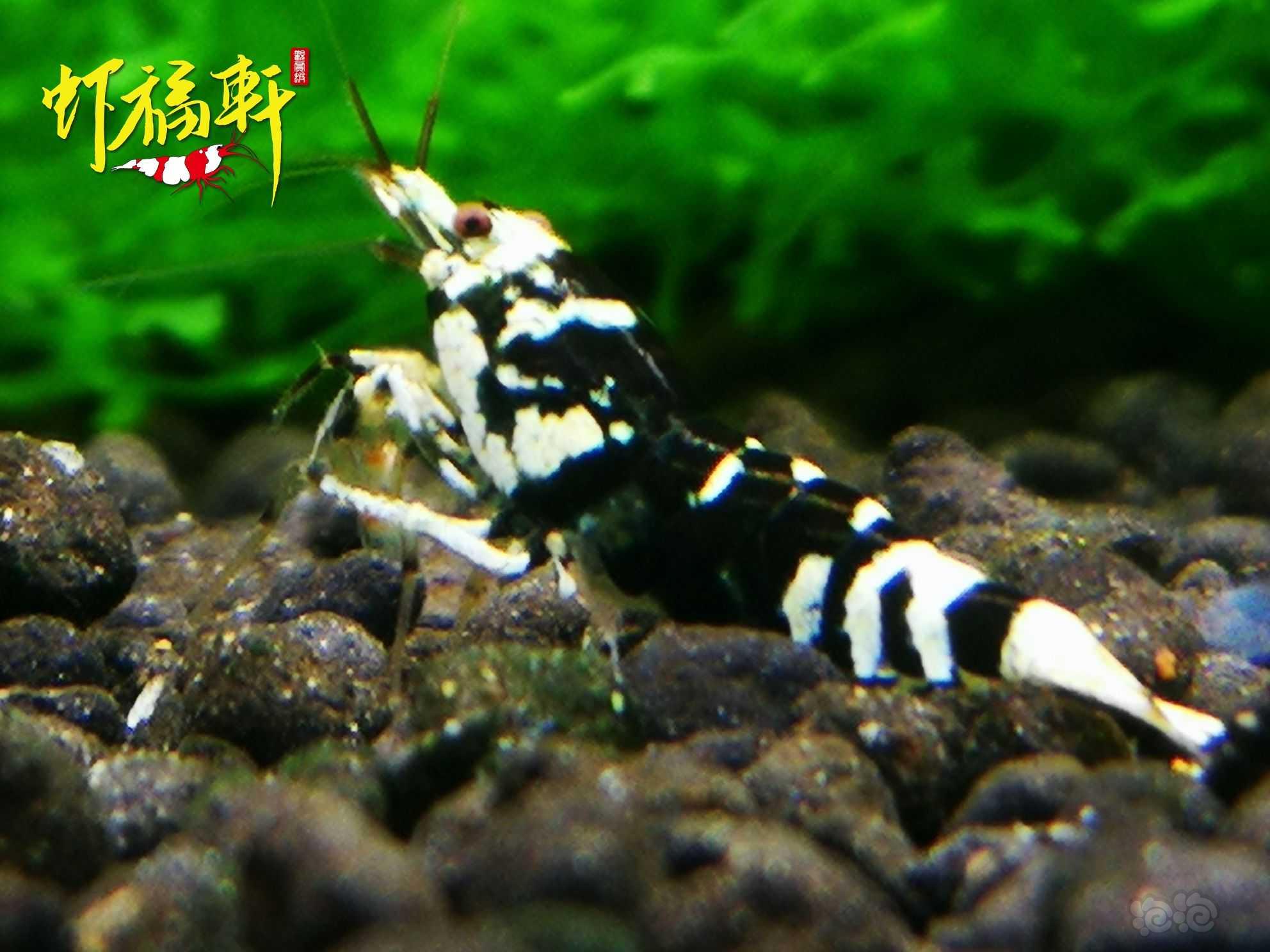 【虾】2021-06-12#RMB拍卖#黑花虎小亚成5只-图2