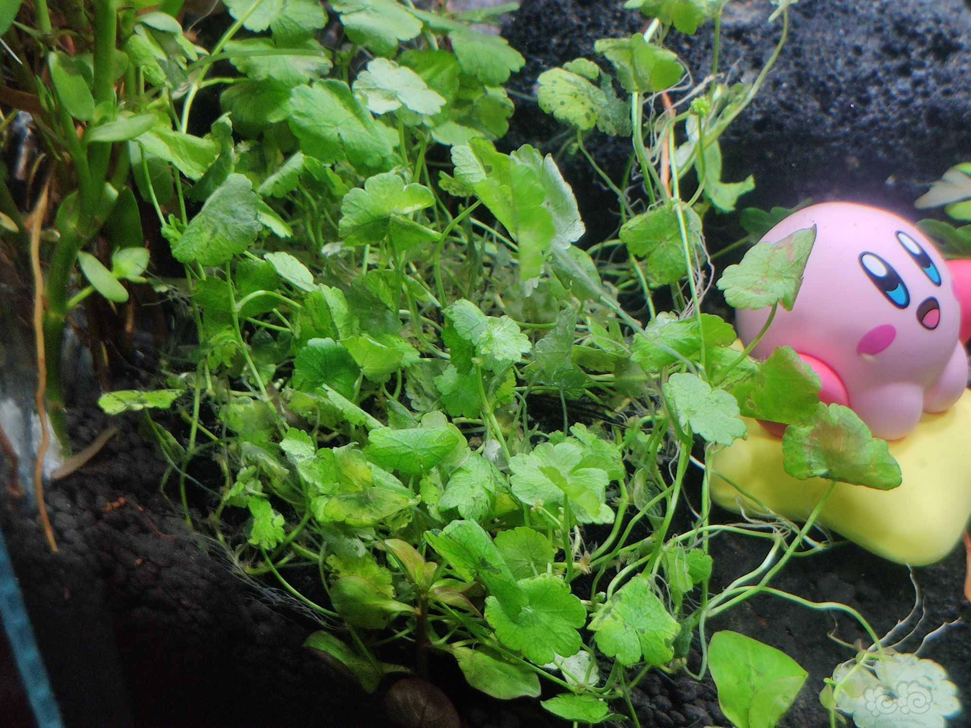 水草造景和种植 天湖葵溶液怎么办!