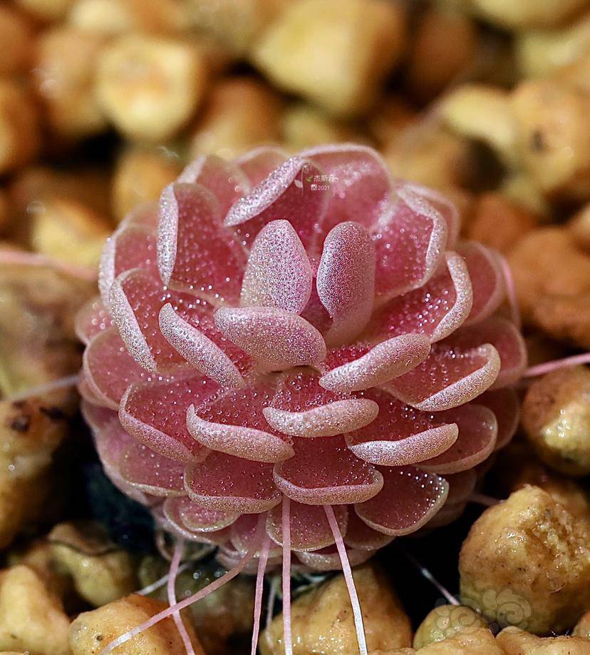 食虫弗洛里捕虫堇