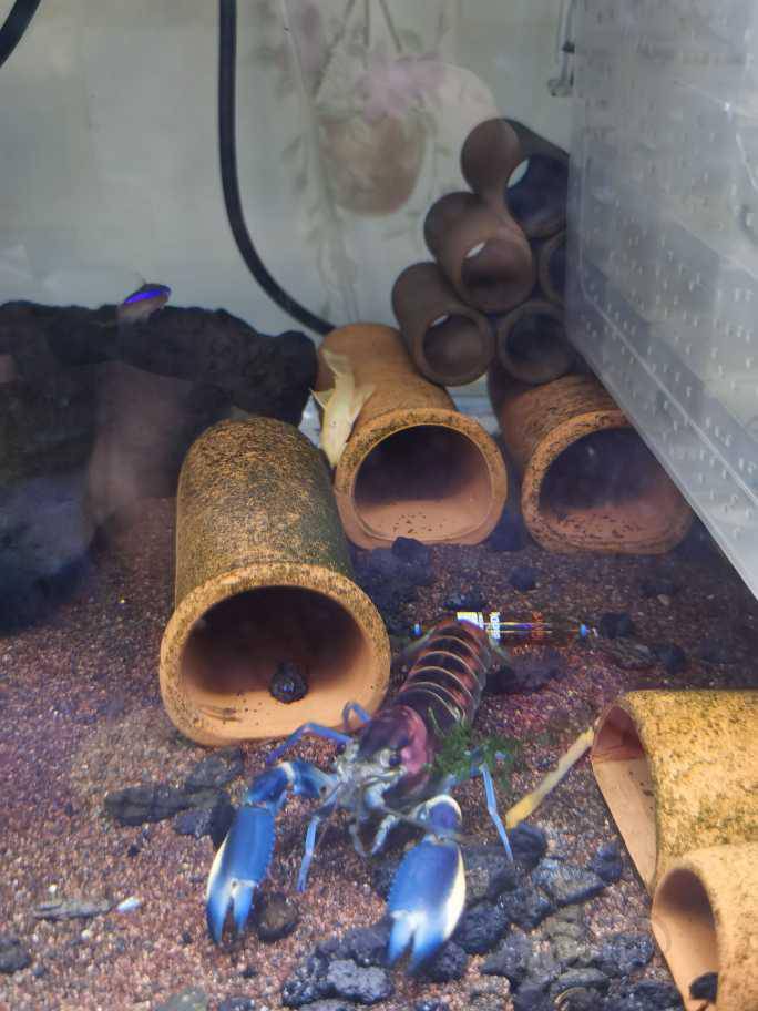 螯虾 也就半夜能看见他们出来(粉红珊瑚)举报 快给朋友分享吧!