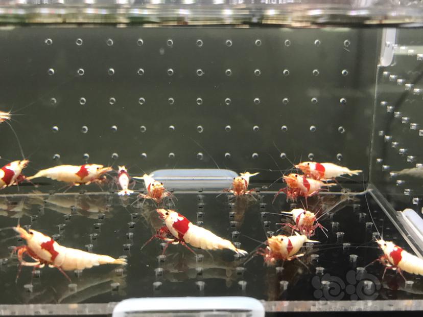 【虾】2021-06-09#RMB拍卖#纯血红白水晶虾一份18只-图2