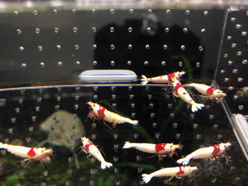 【虾】2021-06-01#RMB拍卖#纯血红白水晶虾一份16只-图3