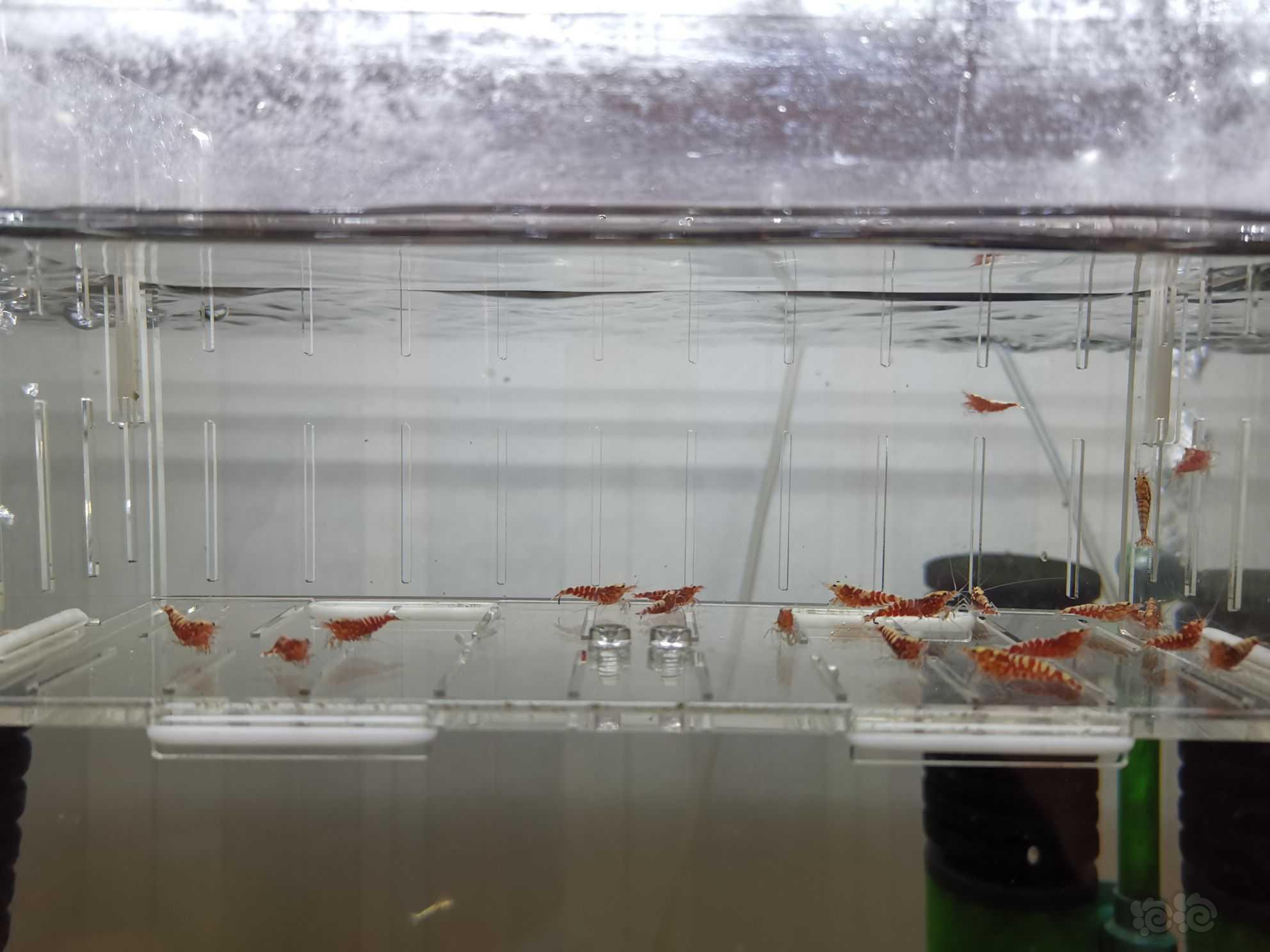 【虾】2021-06-19#RMB拍卖红银河水晶虾20只-图2