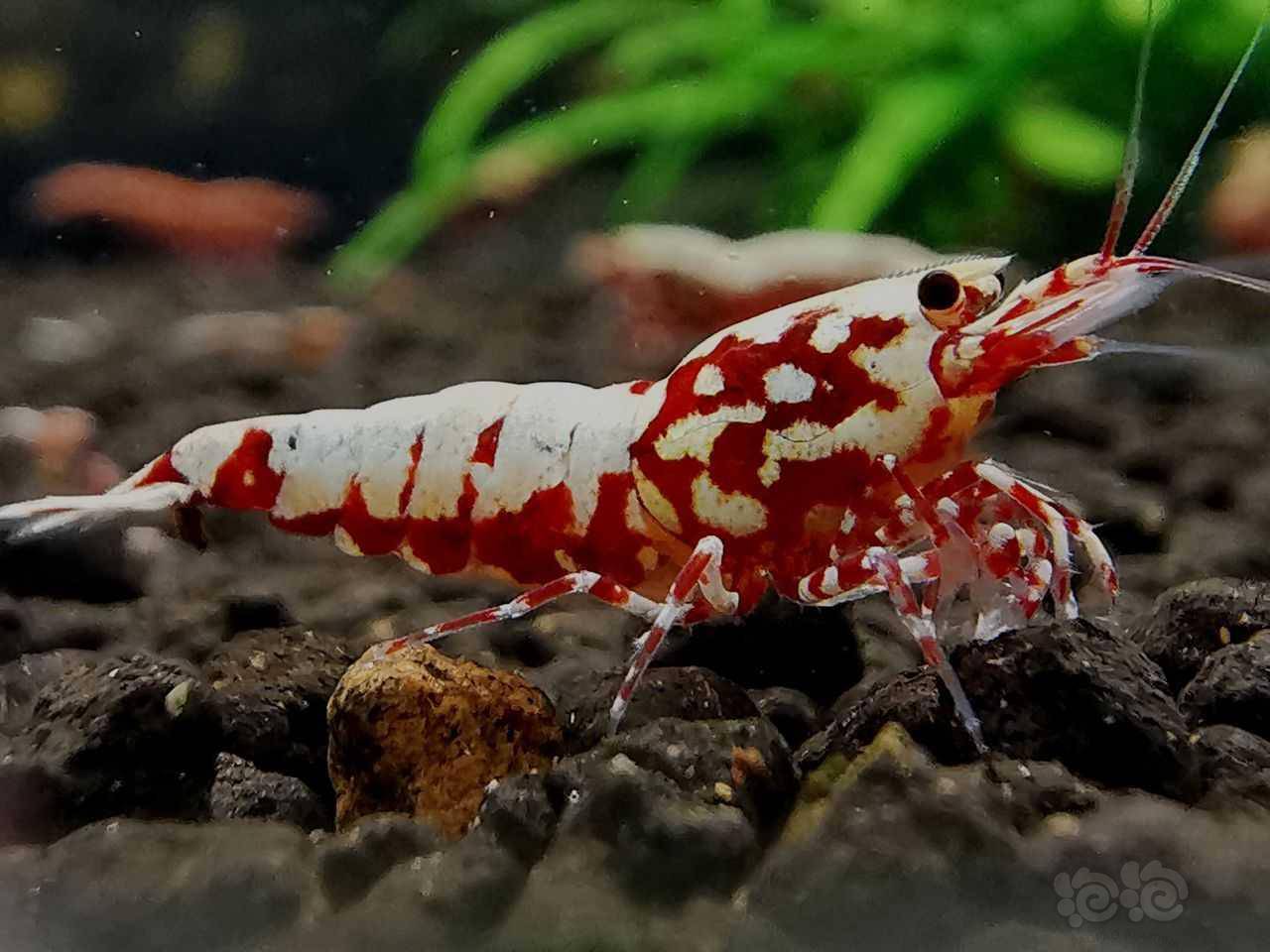 2021622rmb拍卖红蟒一公一母2只