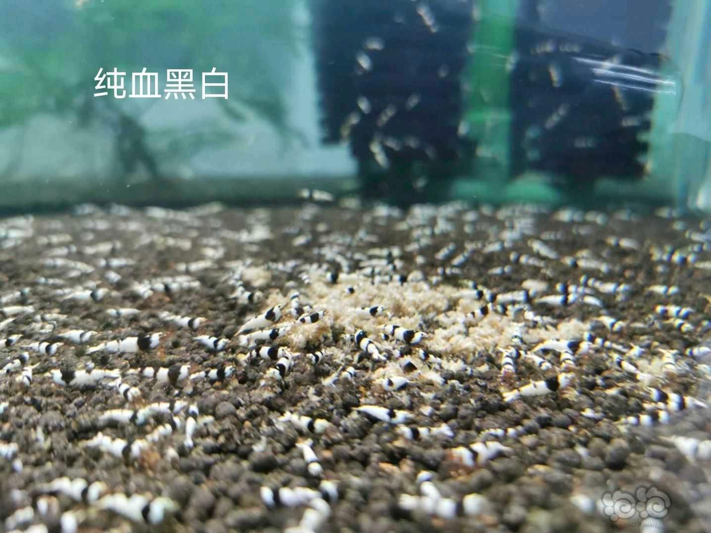 【水晶虾】出售各种水晶虾苗-图7