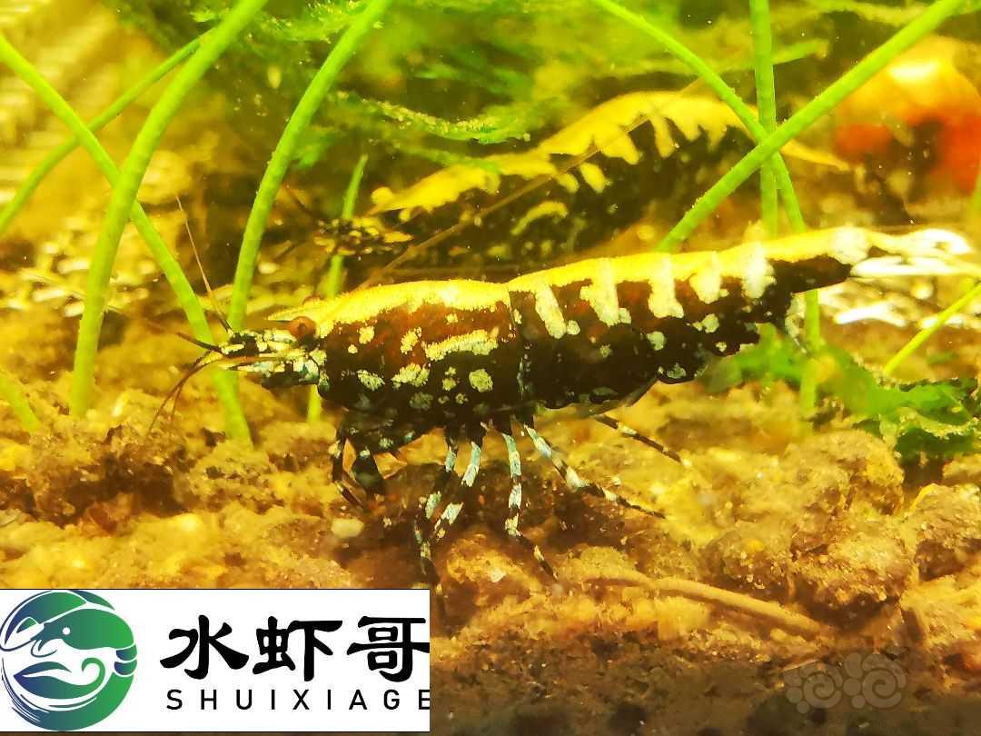 【虾】2021-6-19#RMB拍卖星系黄金银河七彩祥云1只-图4