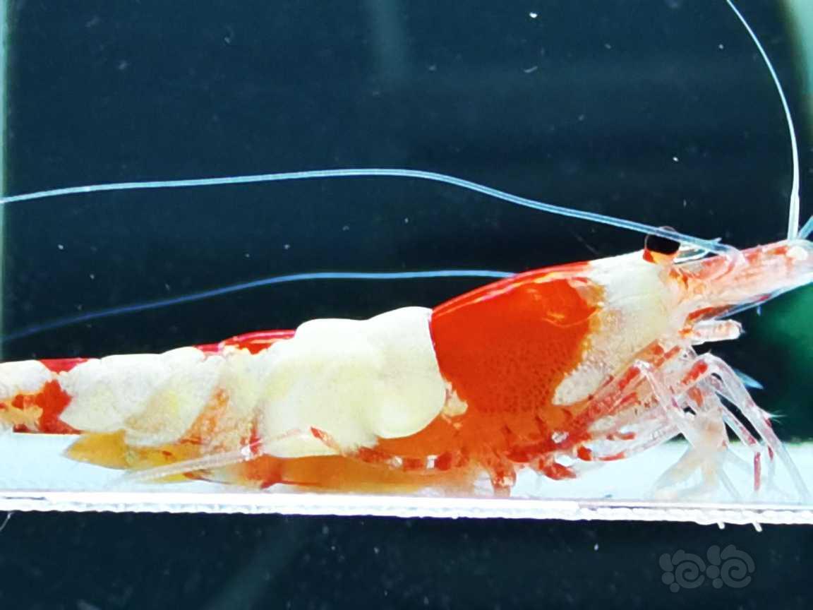 【虾】2021-06-26#RMB拍卖纯血红白一份6只。-图5