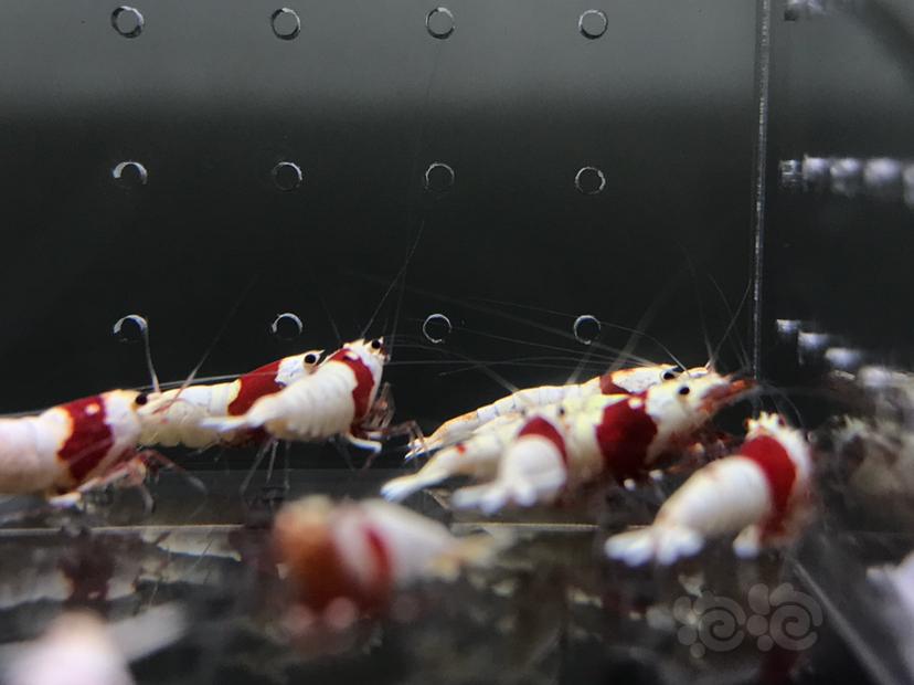 【虾】2021-06-26#RMB#拍卖纯血红白20只一份-图8